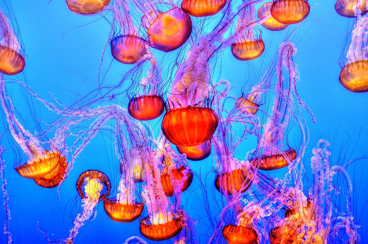 Primers auxilis al mar: què fer en cas d’una de picada de medusa?